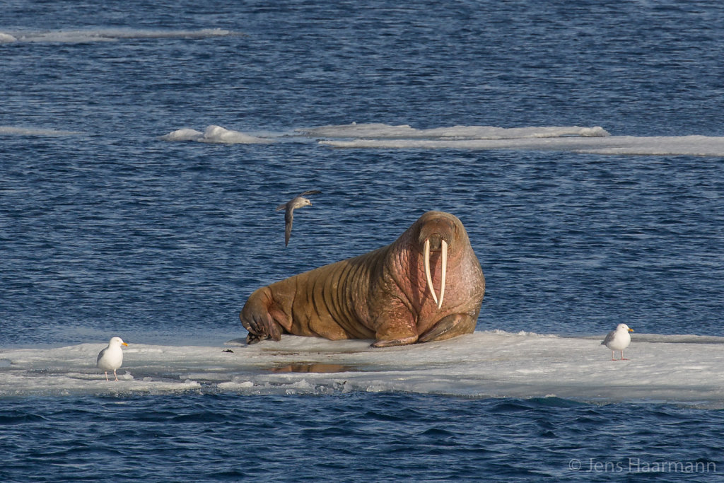 Walross nördlich von Spitzbergen