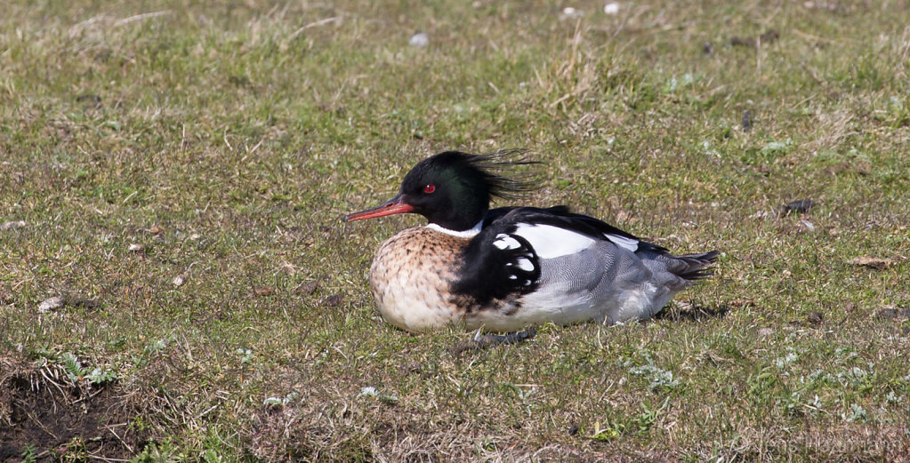 Mittelsäger (Männchen)