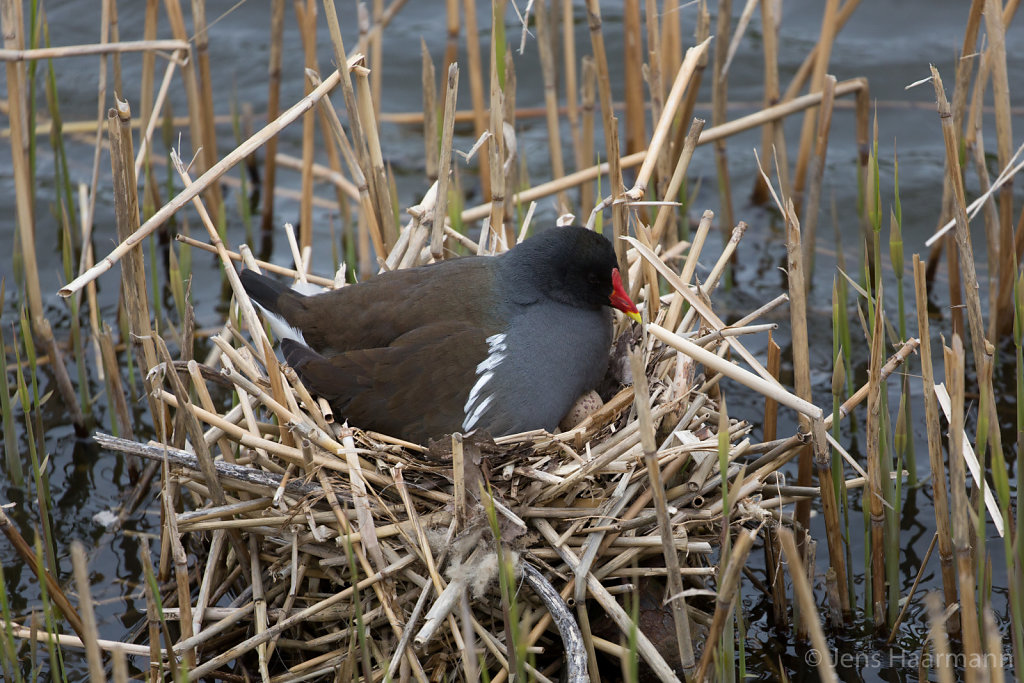 Teichhuhn mit Eiern