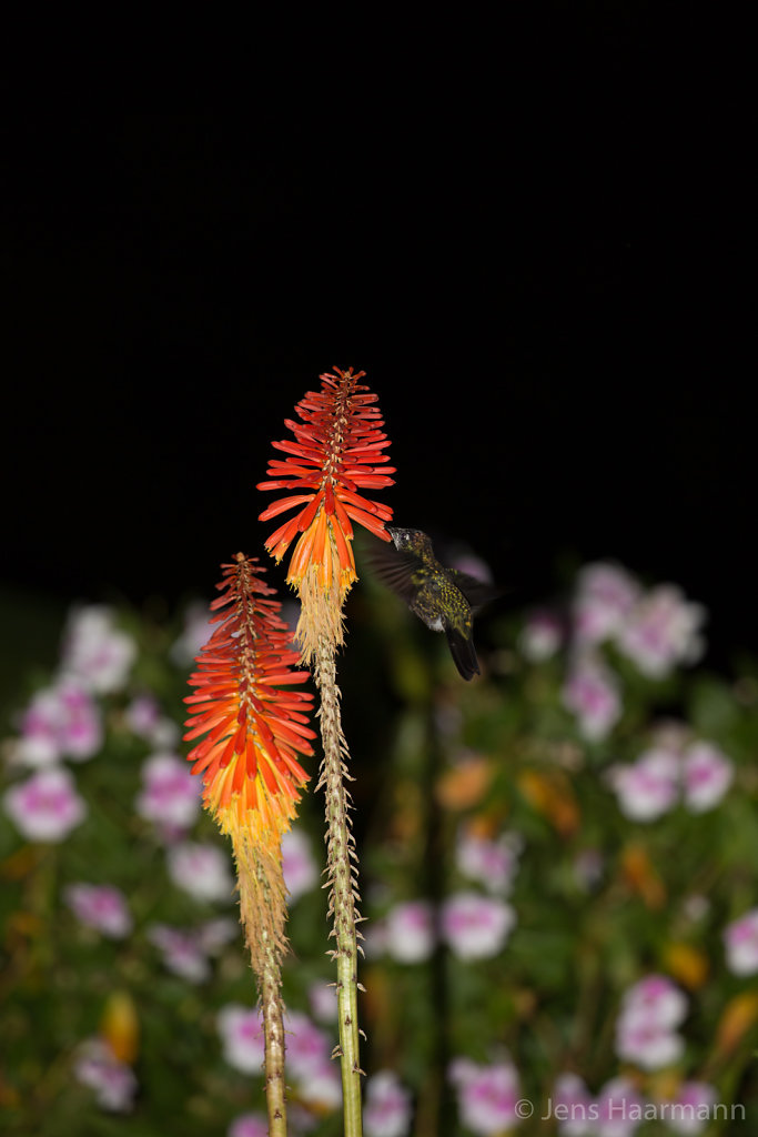 Fackellilie mit Kolibri
