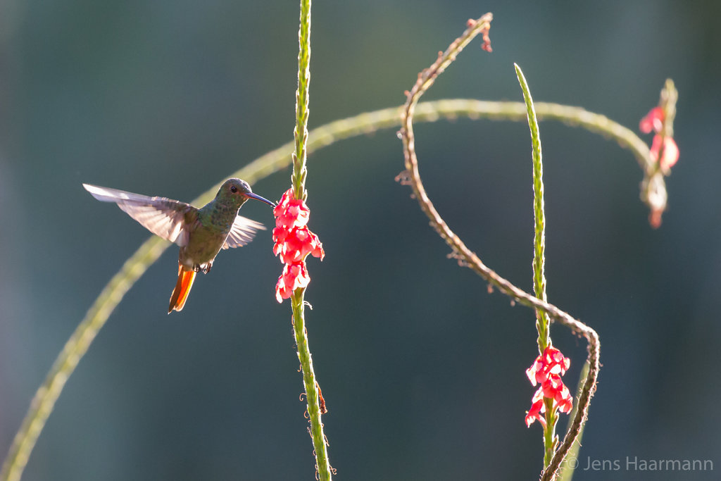 Braunschwanz-Amazilie - Kolibri