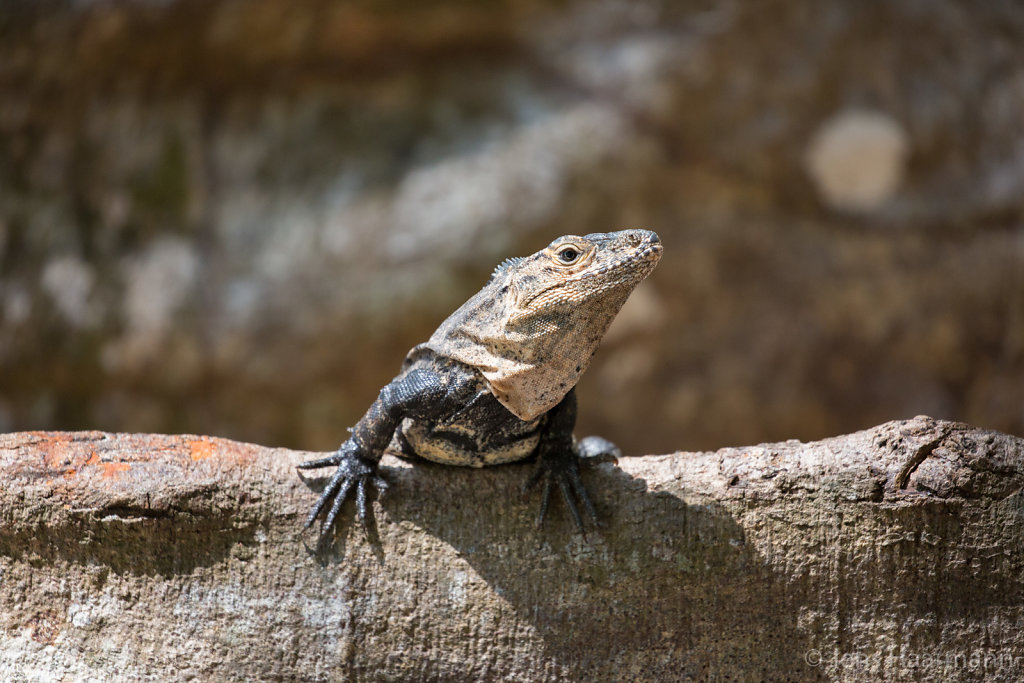 Gemeiner Schwarzleguan