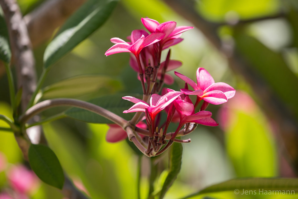 Rote Frangipani