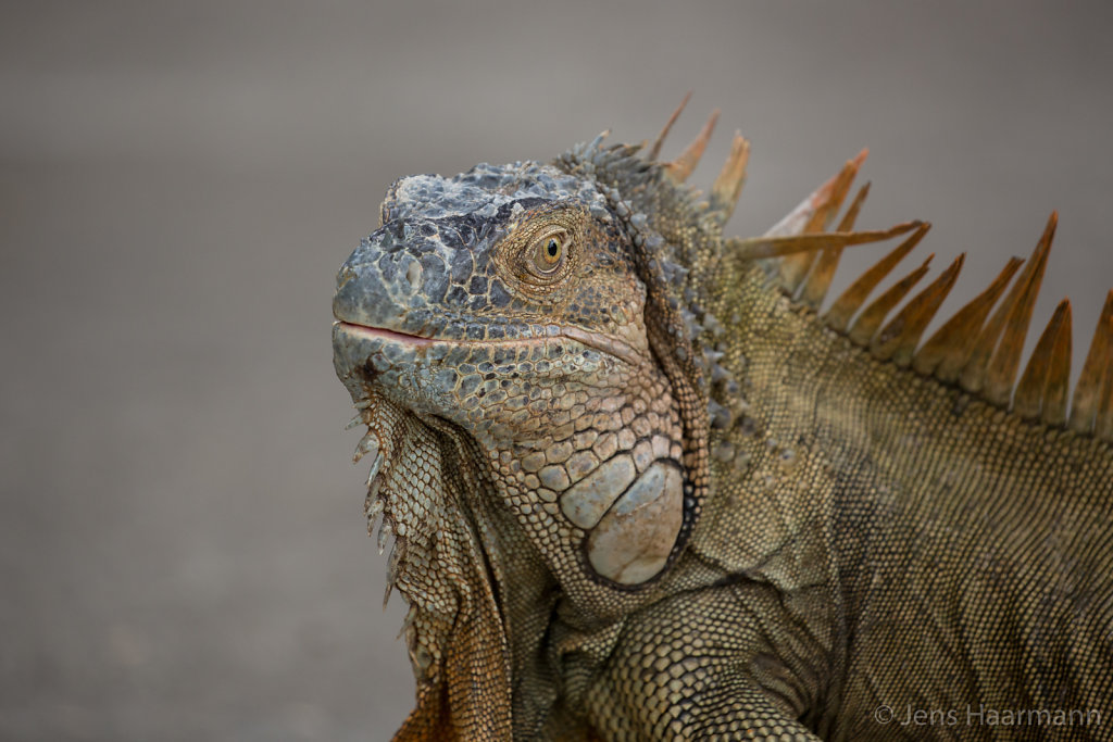 Grüner Leguan