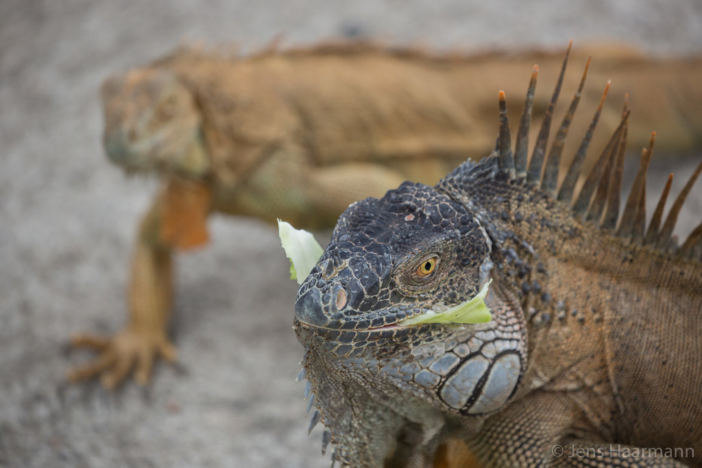 Grüner Leguan