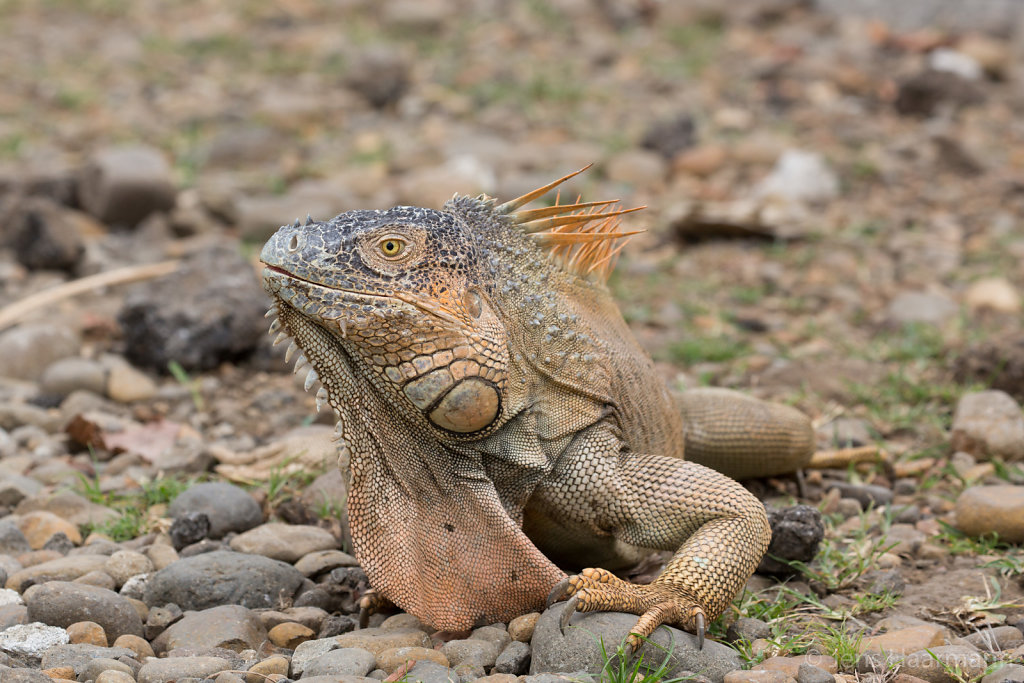 Grüner Leguan