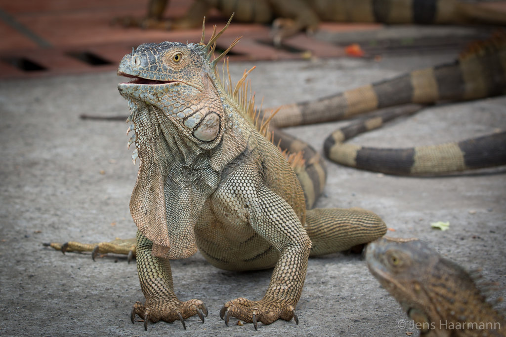 Grüner Leguan