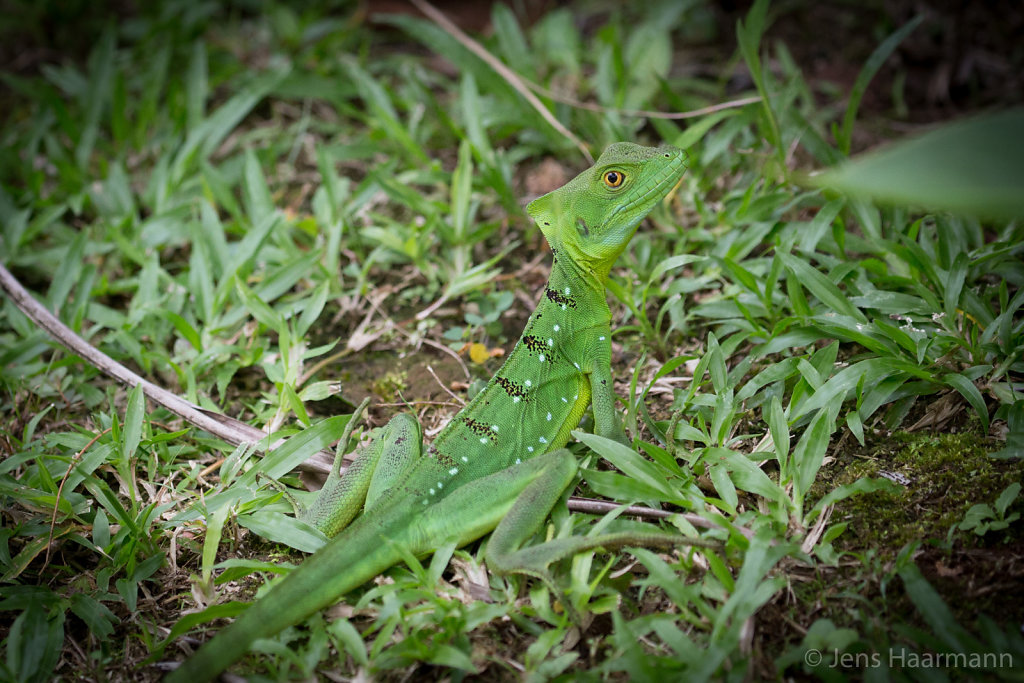 Stirnlappenbasilisk