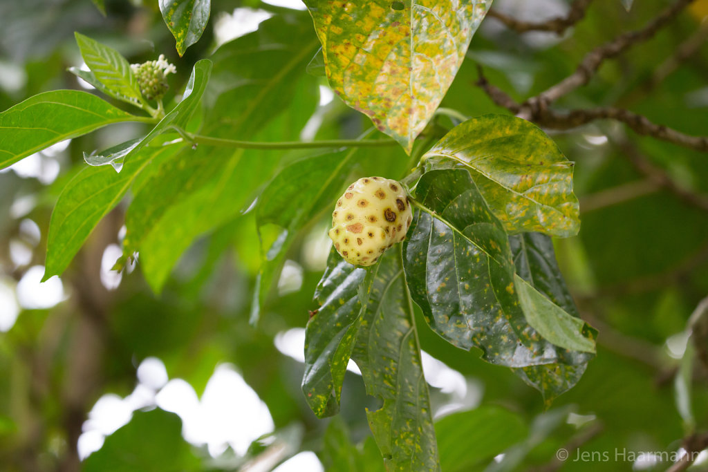 Stinkfrucht (Frucht des Nonibaums)