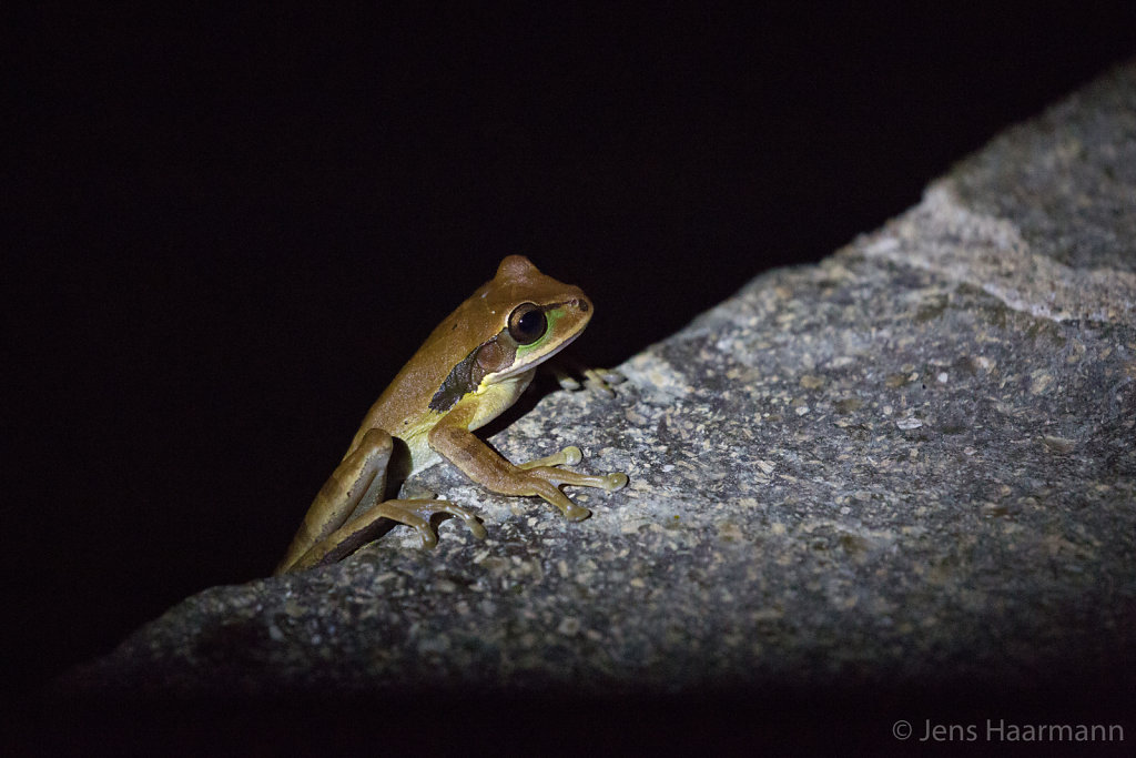 Masken-Laubfrosch