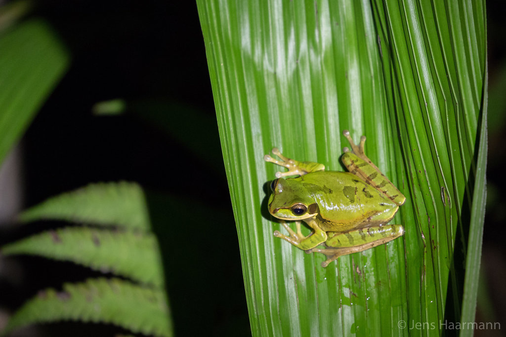 Masken-Laubfrosch