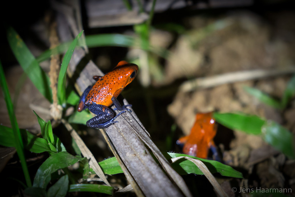 Erdbeerfröschchen (Blue Jeans Frog)