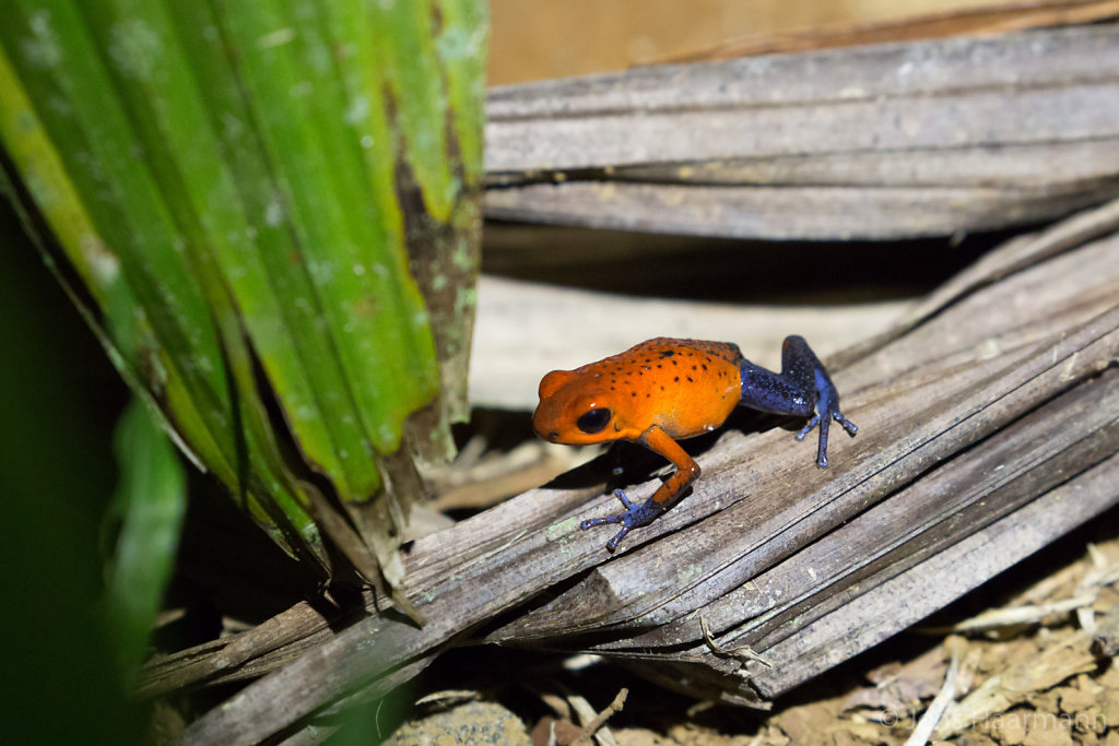 Erdbeerfröschchen (Blue Jeans Frog)