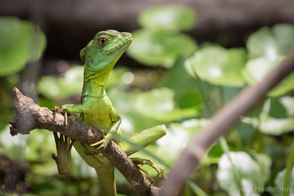 Stirnlappenbasilisk