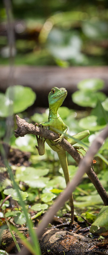 Stirnlappenbasilisk