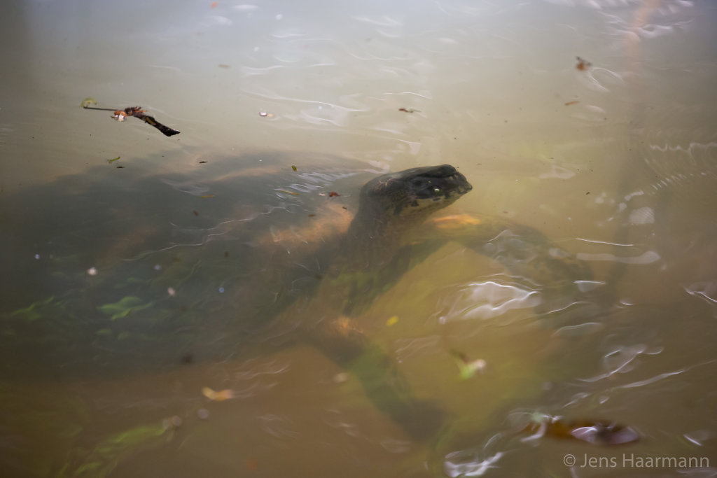 Bauchstreifen-Erdschildkröte
