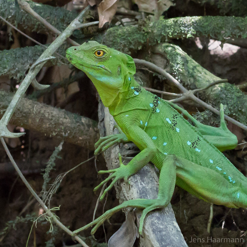 Stirnlappenbasilisk