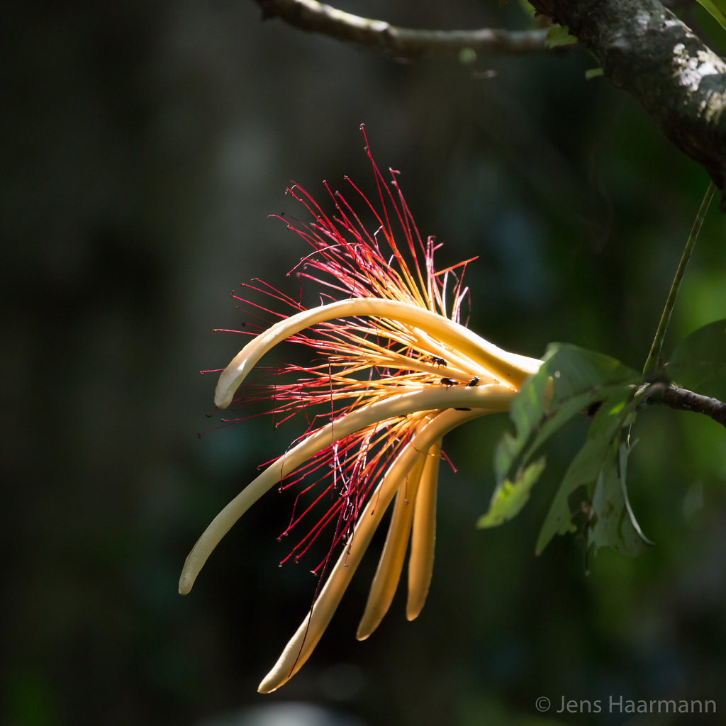 Blüte der Wasserkastanie