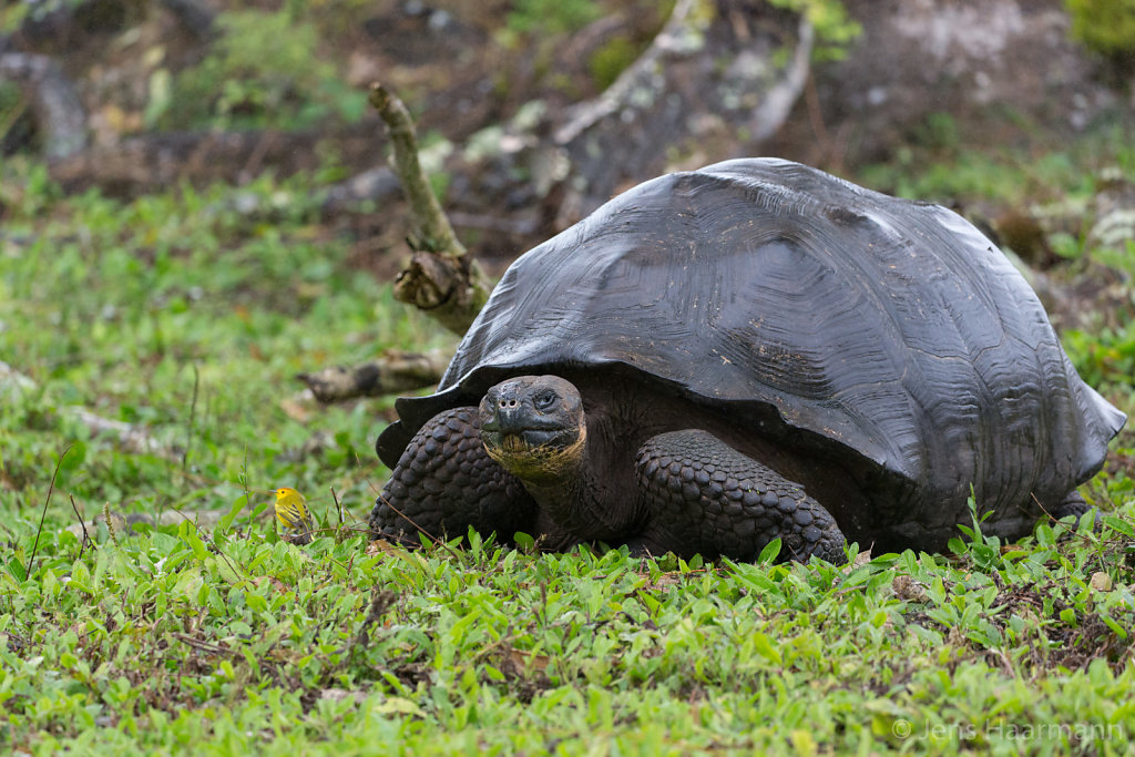 Galápagos-Riesenschildkröte im Hochland von Santa Cruz