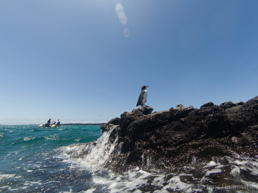 Galápagos-Pinguin an der Küste von Santiago