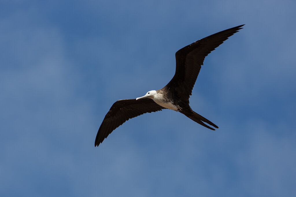 Prachtfregattvogel (Jungtier)