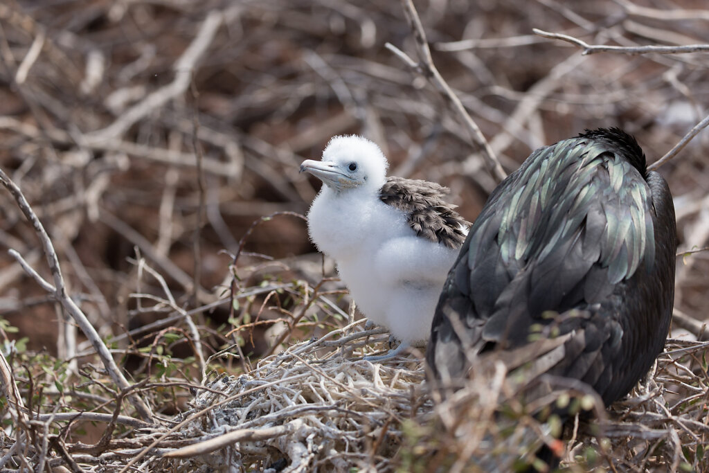 Nachwuchs des Prachtfregattvogels