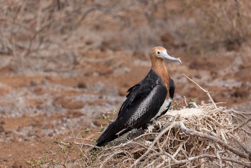 Junger Bindenfregattvogel