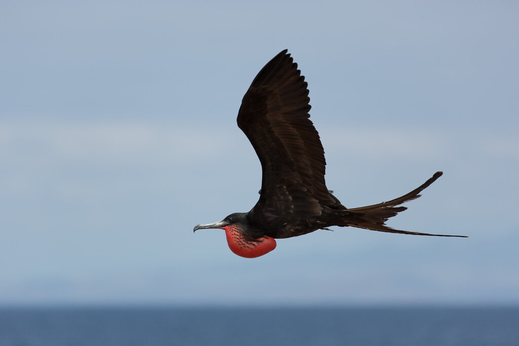 Prachtfregattvogel 