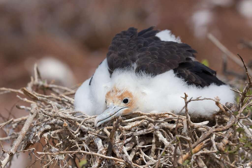 Nachwuchs des Bindenfregattvogels