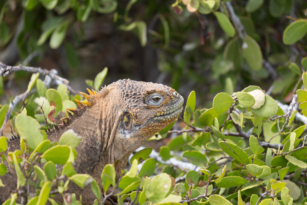 Galápagos-Landleguan