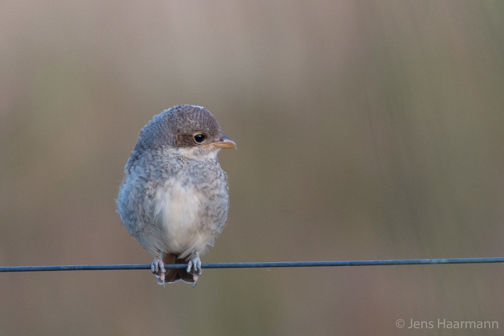 Neuntöter (Jungvogel)