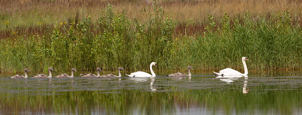 Familie Höckerschwan