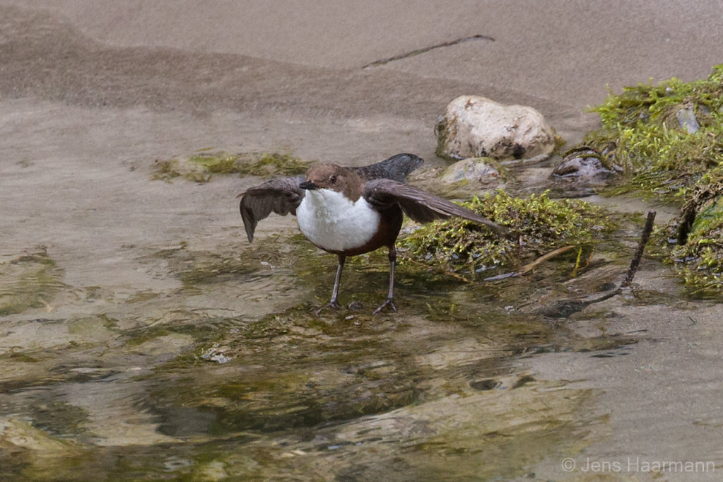 Wasseramsel