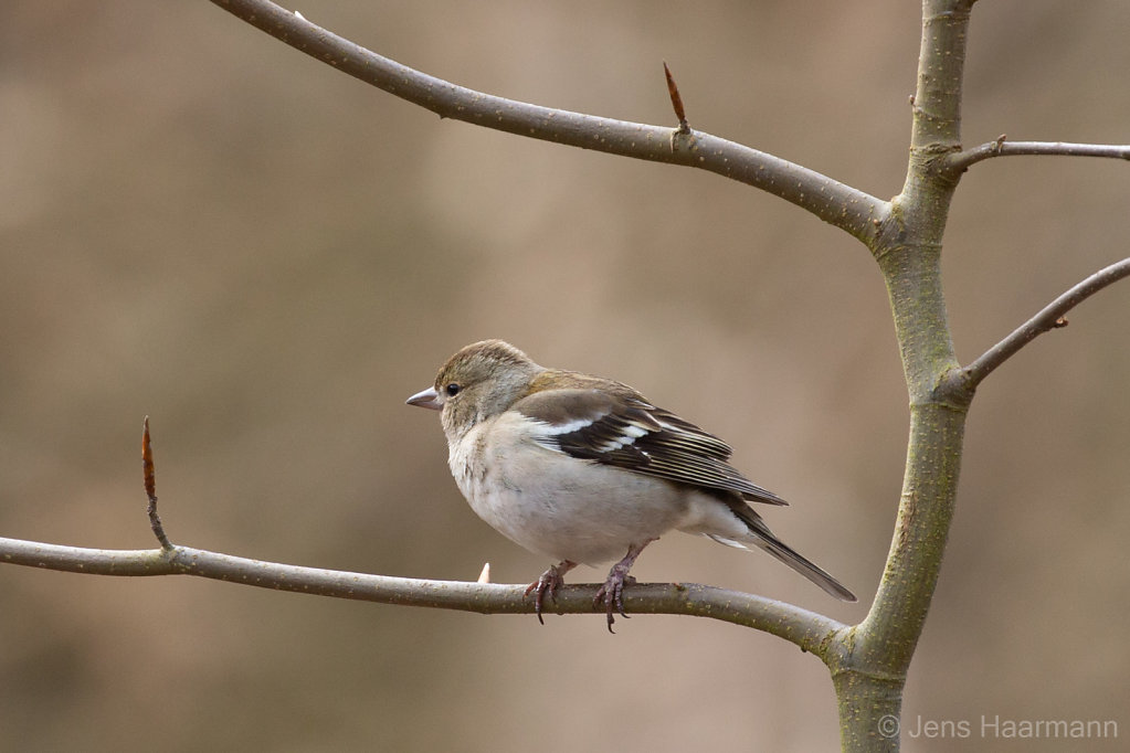 Buchfink (Weibchen)