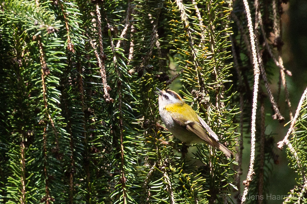 Sommergoldhähnchen