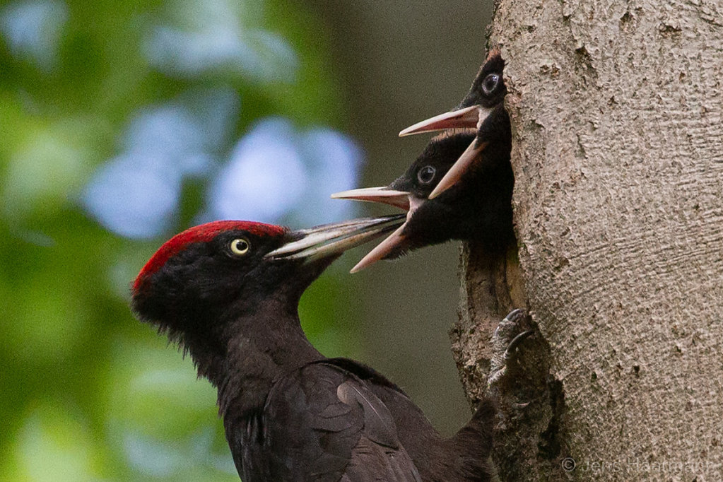 Schwarzspecht mit Nachwuchs