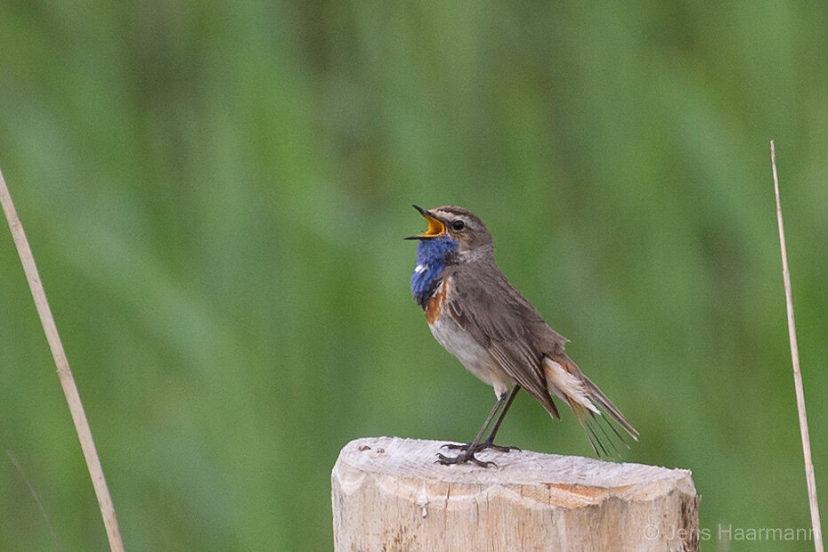 Blaukehlchen