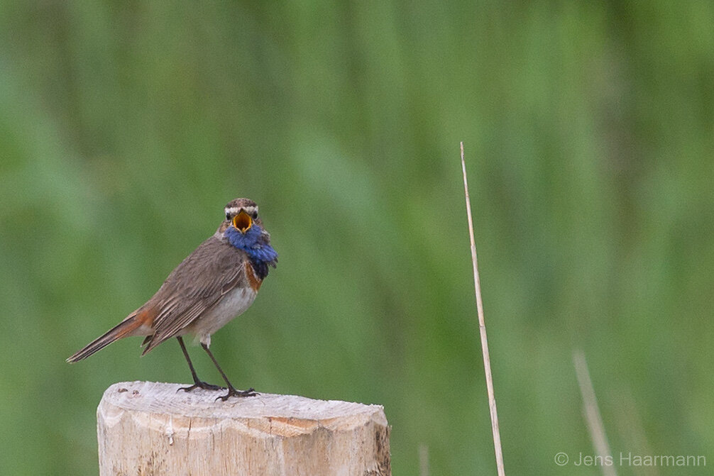 Blaukehlchen