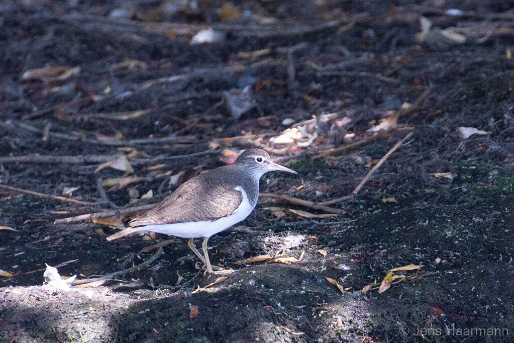 Waldwasserläufer