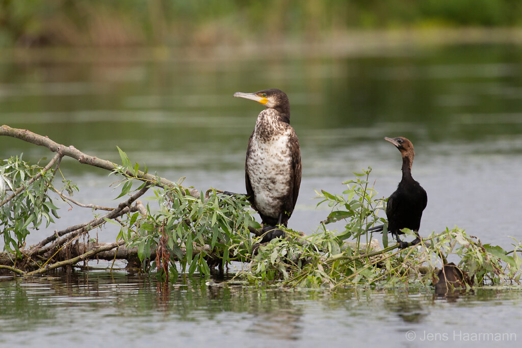 Kormoran und Zwergscharbe