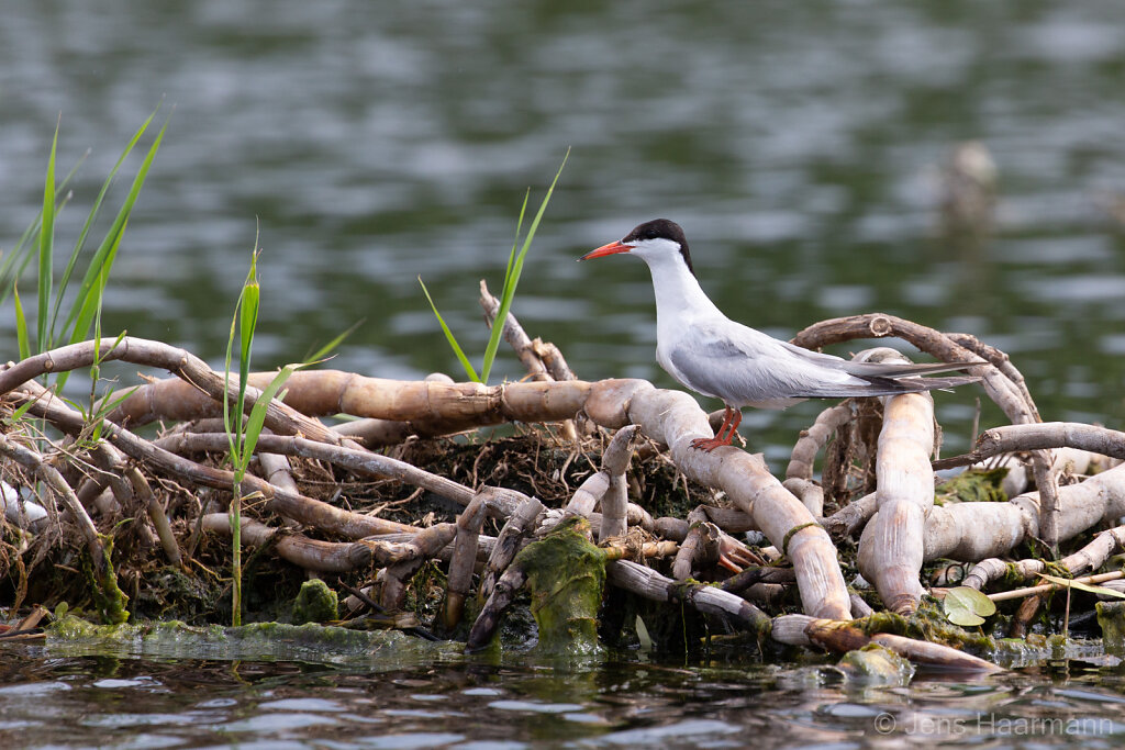 Flussseeschwalbe