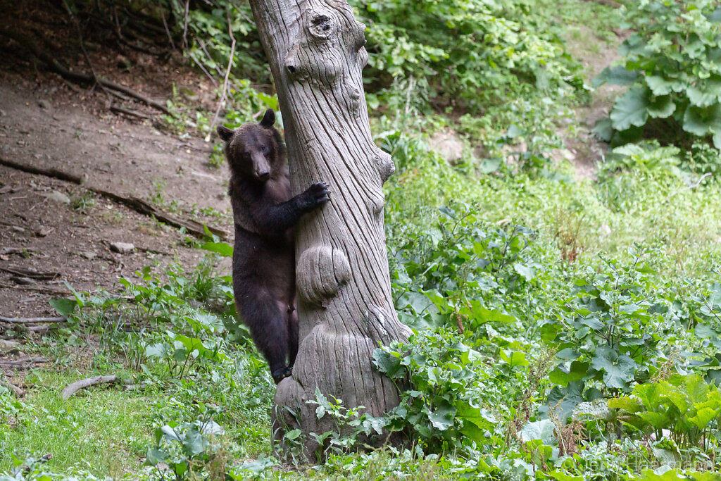 Europäischer Braunbär