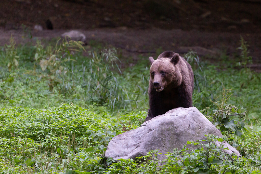 Europäischer Braunbär