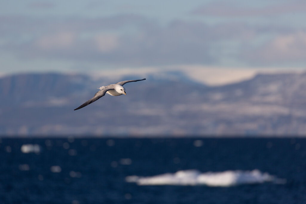 Eissturmvogel