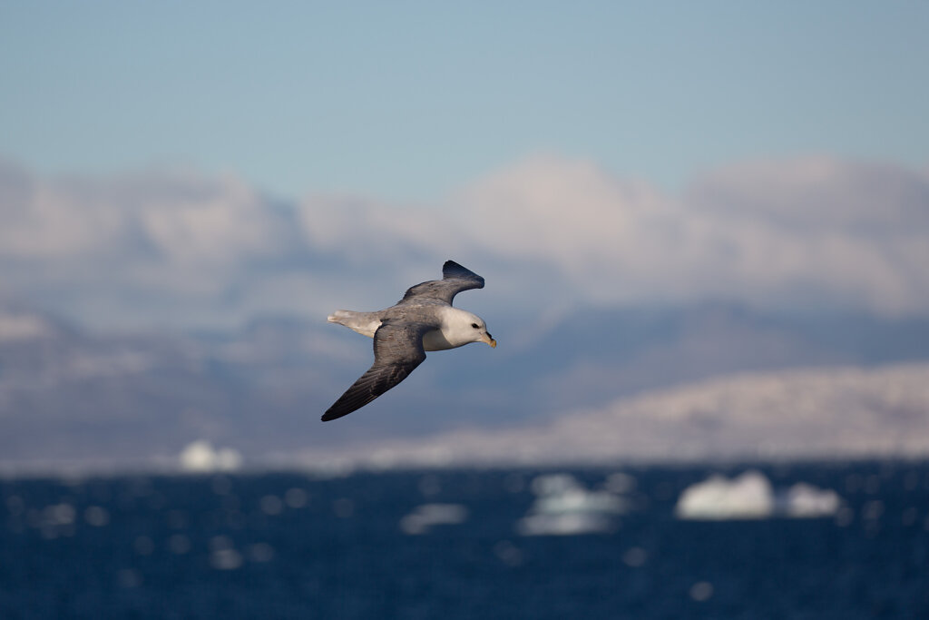 Eissturmvogel