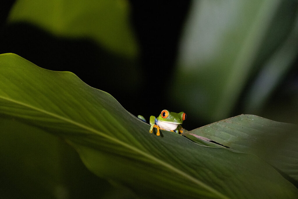 Rotaugenlaubfrosch