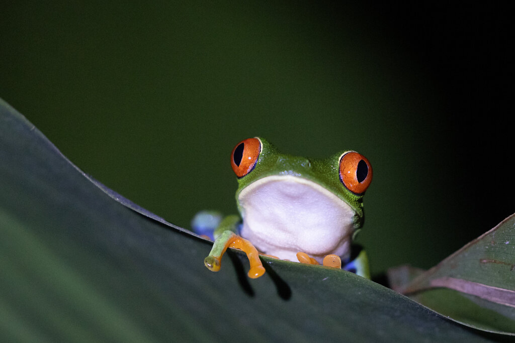 Rotaugenlaubfrosch