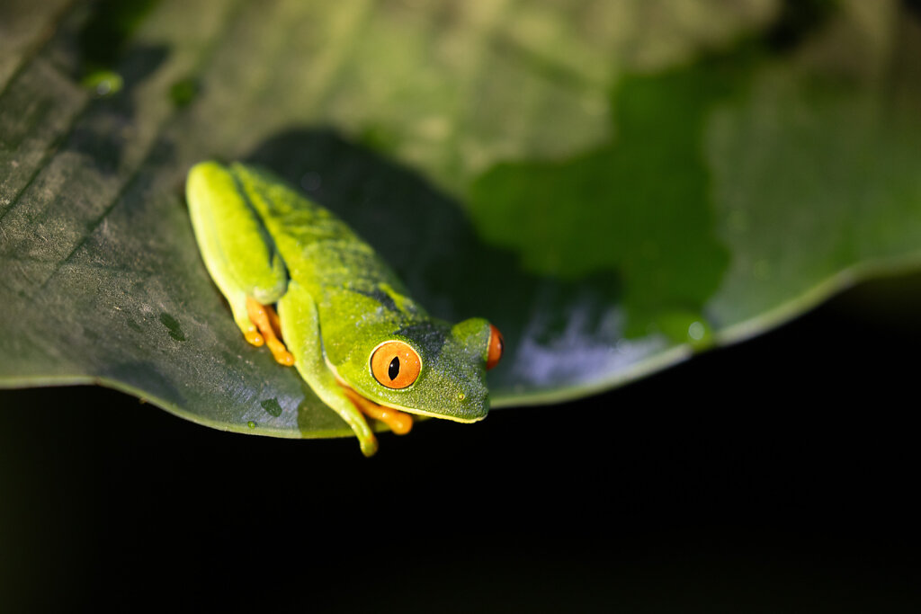 Rotaugenlaubfrosch