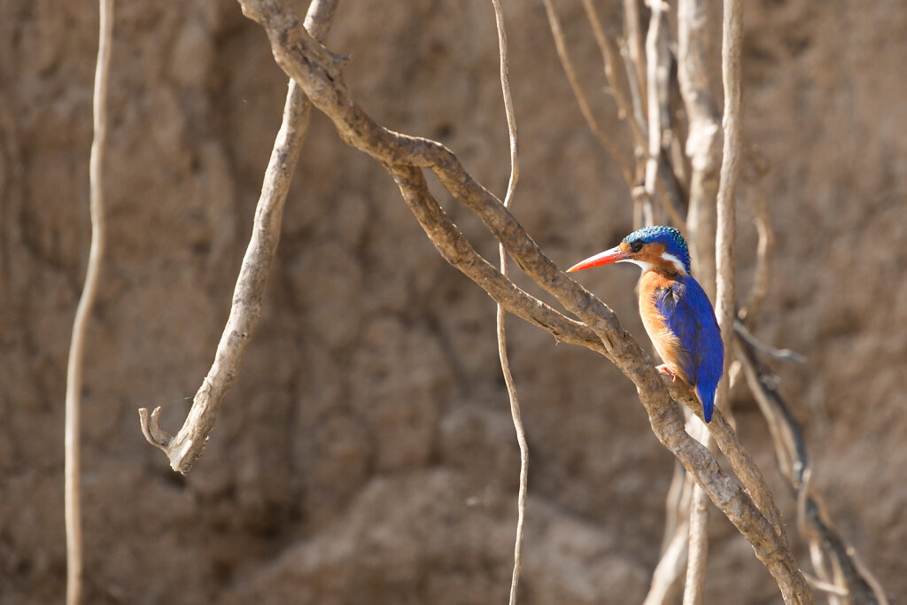 Malachiteisvogel