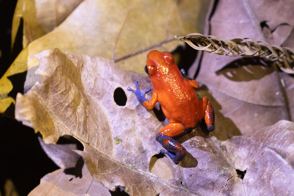 Erdbeerfröschchen (Blue Jeans-Frog)